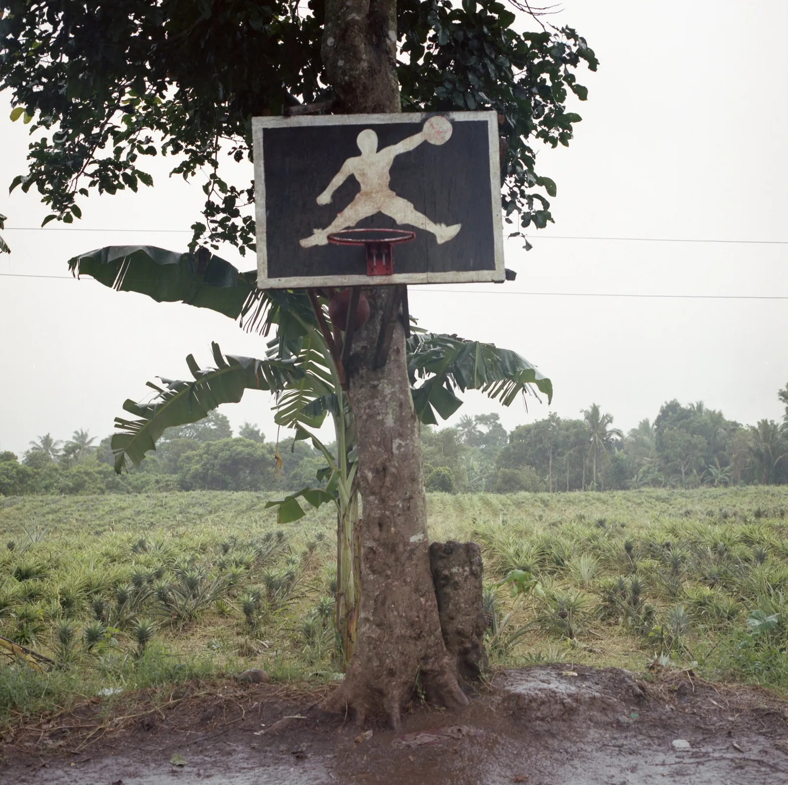 Backboard painted with a jumping player silhouette nailed to a tree trunk beside a pineapple field